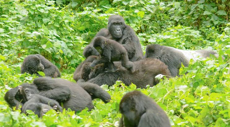 Gorilla Trekking